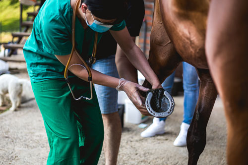 Doctor examining horse hoof